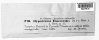 Hypoderma vincetoxici image